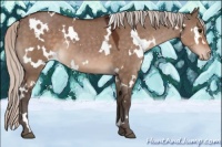 Horse Color:White Spotted Silver Brown Dun Appaloosa