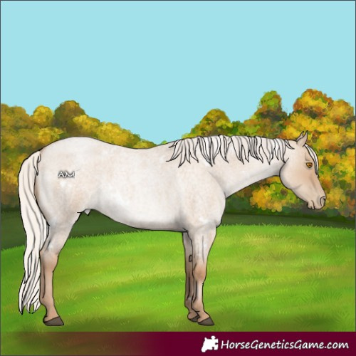 Horse Color:White Spotted Silver Grullo Roan Pearl 