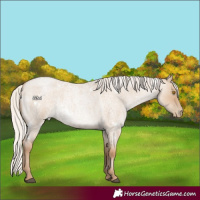 Horse Color:White Spotted Silver Grullo Roan Pearl 