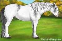Horse Color:White Spotted Black 