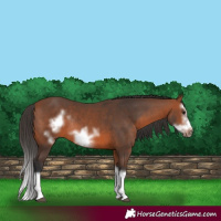 Horse Color:Bay Splash Frame Rabicano 