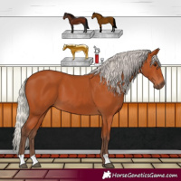 Horse Color:Silver Bay 