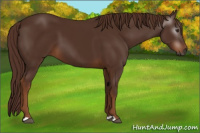 Horse Color:Gray Chestnut