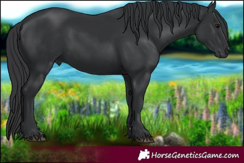 Horse Color:Black 