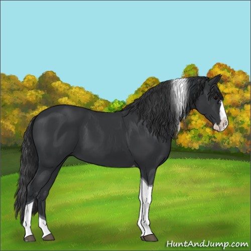 Horse Color:Black Splash Tobiano