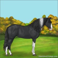 Horse Color:Black Splash Tobiano