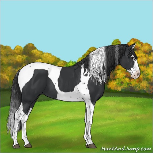 Horse Color:Black Splash Tobiano 