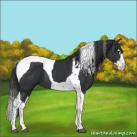 Horse Color:Black Splash Tobiano 