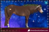 Horse Color:Gray Chestnut 