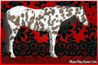 Horse Color:Smoky Grullo Sabino Tobiano Appaloosa 