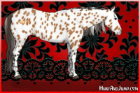 Horse Color:Buckskin Tobiano Appaloosa 