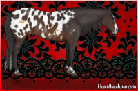 Horse Color:Buckskin Splash Tobiano Near Leopard 