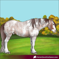 Horse Color:White Spotted Chocolate Brown Roan Splash 