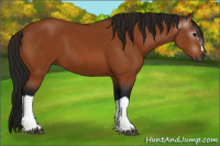 Horse Color:Gray Bay 