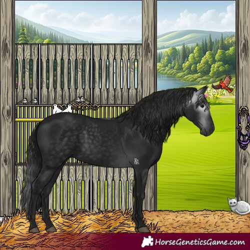 Horse Color:Gray Black 