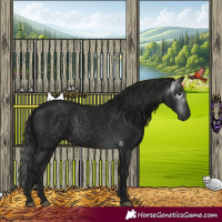 Horse Color:Gray Black 