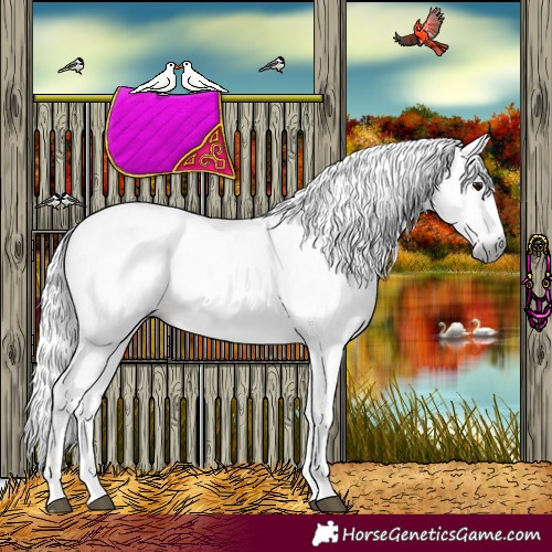 Horse Color:Gray Bay Sabino 