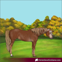 Horse Color:Gray Chestnut 