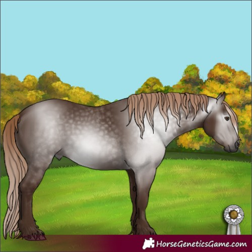 Horse Color:Gray Chestnut 