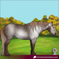 Horse Color:Gray Chestnut 