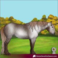Horse Color:Gray Chestnut