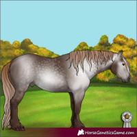 Horse Color:Gray Chestnut 