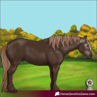 Horse Color:Gray Chestnut