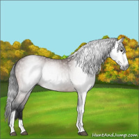 Horse Color:Gray Bay Splash Tobiano
