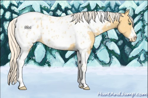 Horse Color:Gold Cream Champagne Tobiano Frame Appaloosa 