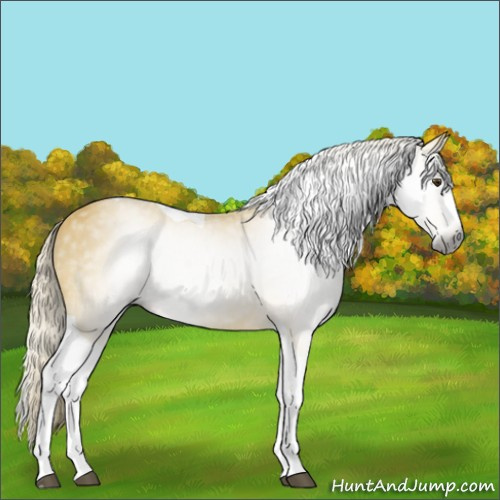 Horse Color:Gray Palomino Splash Tobiano