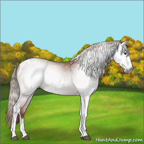 Horse Color:Gray Chestnut Splash Tobiano 