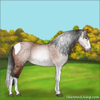 Horse Color:Gray Bay Splash Tobiano 