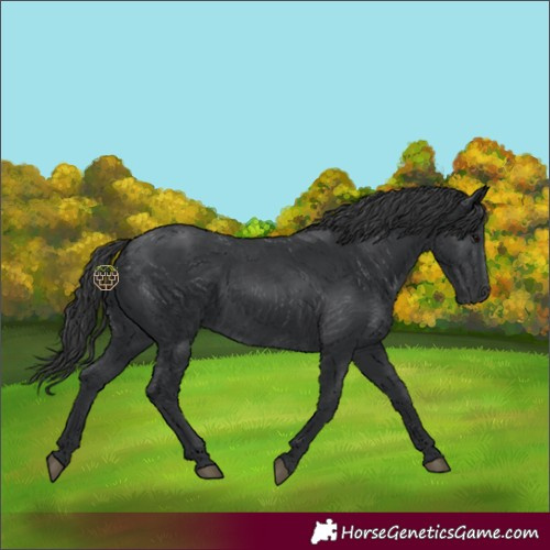 Horse Color:Black 