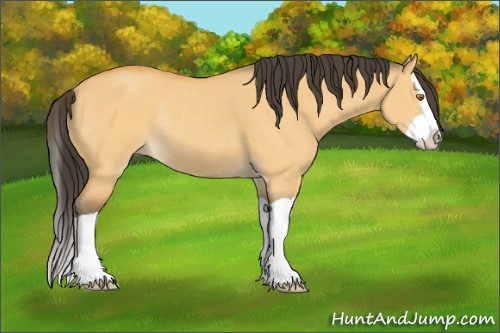 Horse Color:Buckskin Dun Splash Rabicano 