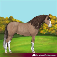 Horse Color:Classic Champagne Splash 