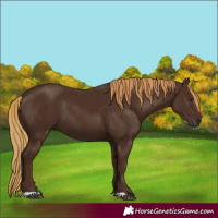 Horse Color:Gray Chestnut 