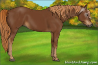 Horse Color:Gray Chestnut 