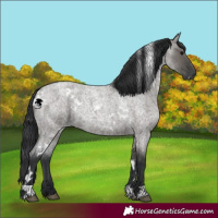 Horse Color:White Spotted Grullo Roan 