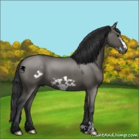 Horse Color:Grullo Frame