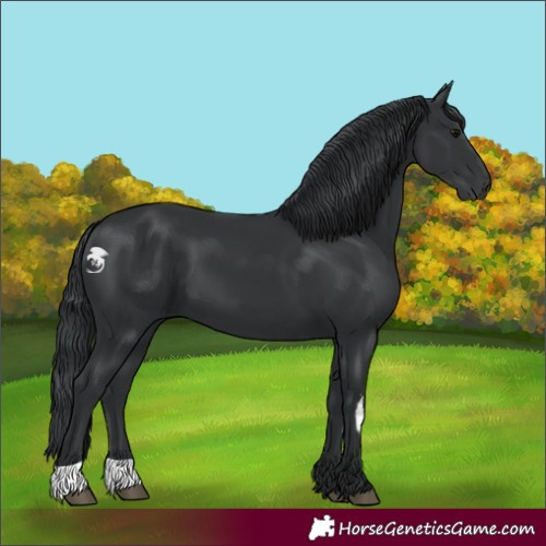 Horse Color:White Spotted Black  and Black 