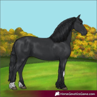 Horse Color:White Spotted Black  and Black 