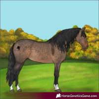 Horse Color:Brown Dun 