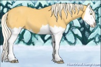 Horse Color:Palomino Splash Appaloosa 