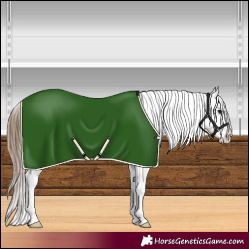 Horse Color:Brown Appaloosa 