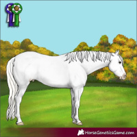 Horse Color:Silver Smoky Grullo Splash Near Fewspot