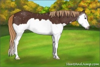 Horse Color:Gray Chestnut Splash Appaloosa 