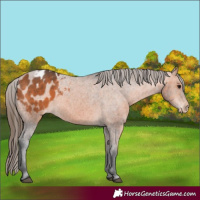 Horse Color:Bay Appaloosa 