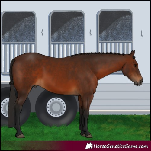 Horse Color:Gray Bay 