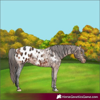 Horse Color:Sable Champagne Appaloosa  and Brown Appaloosa 