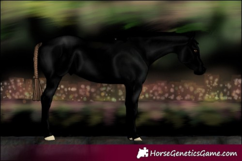 Horse Color:Void Classic Champagne Appaloosa 